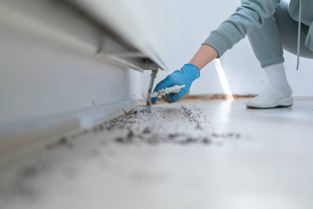 Reliable Flanders, NJ Pest Control Solutions